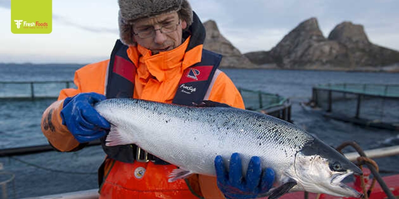 Tại sao nên chọn mua cá hồi tươi Nauy tại T&P FreshFoods