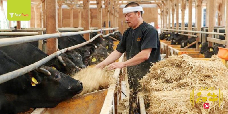 Bí mật đằng sau vị ngon tuyệt đỉnh của thịt bò Furano Wagyu