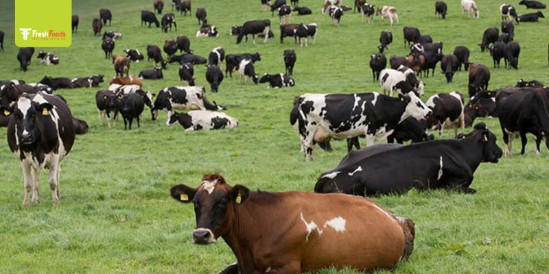 Cùng tìm hiểu về thịt bò Mỹ đông lạnh tại FreshFoods