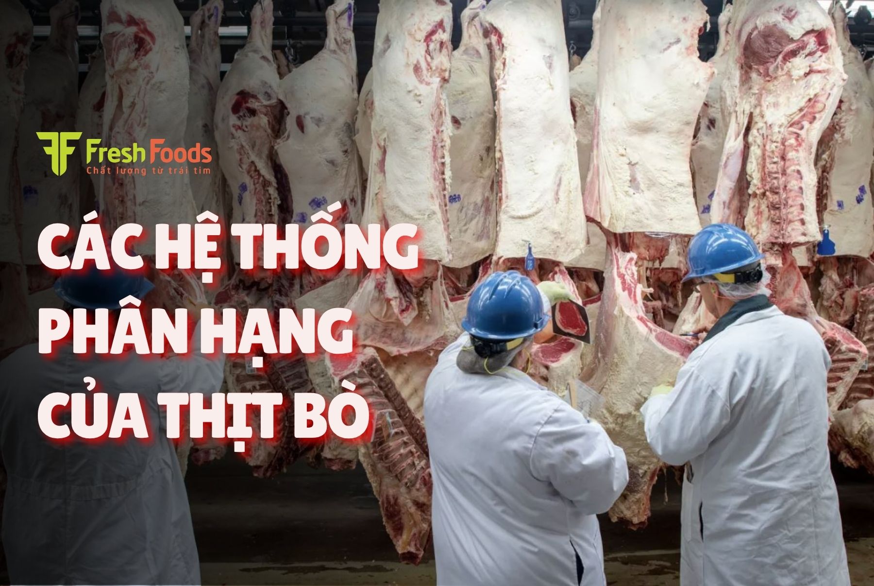 Quy chuẩn & hệ thống phân hạng thịt bò Úc, Mỹ, Nhật: Hiểu đúng để chọn đúng