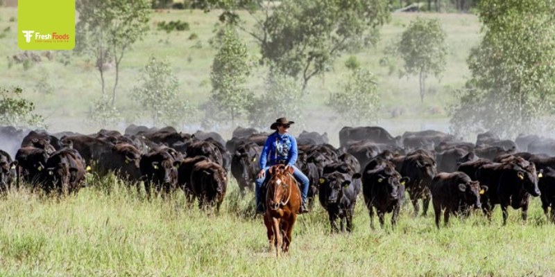 Bò ACC tại trang trại thuộc tập đoàn Australian Country Choice (ACC)