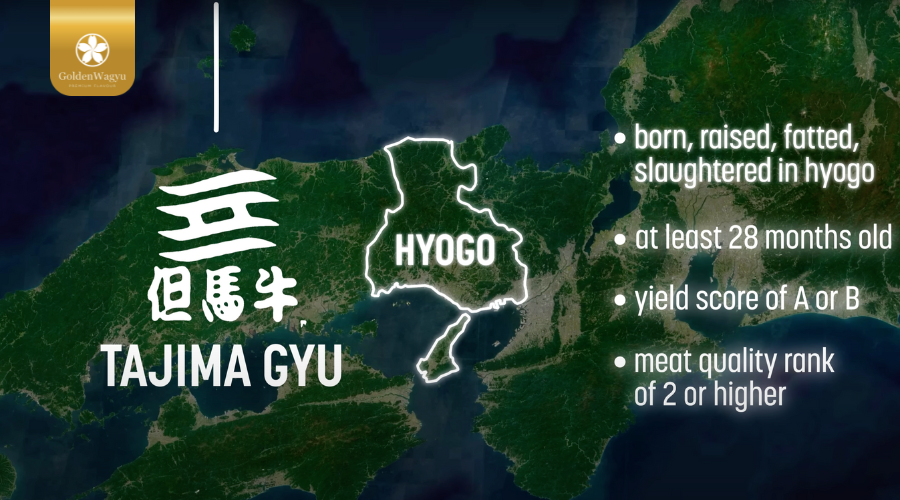 tiêu chuẩn của bò Kobe 