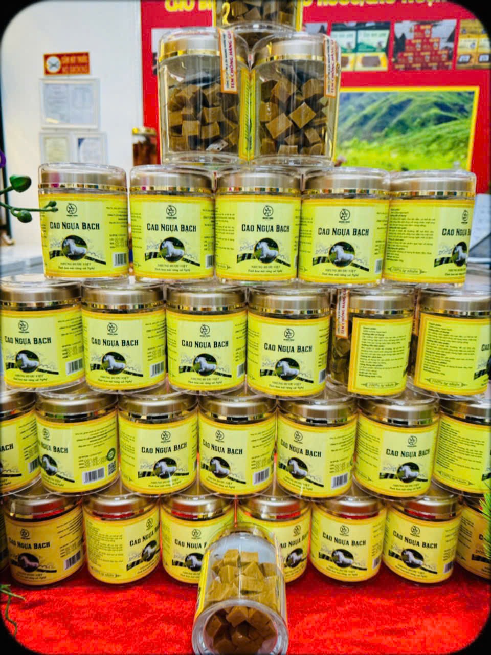 Cao ngựa bạch