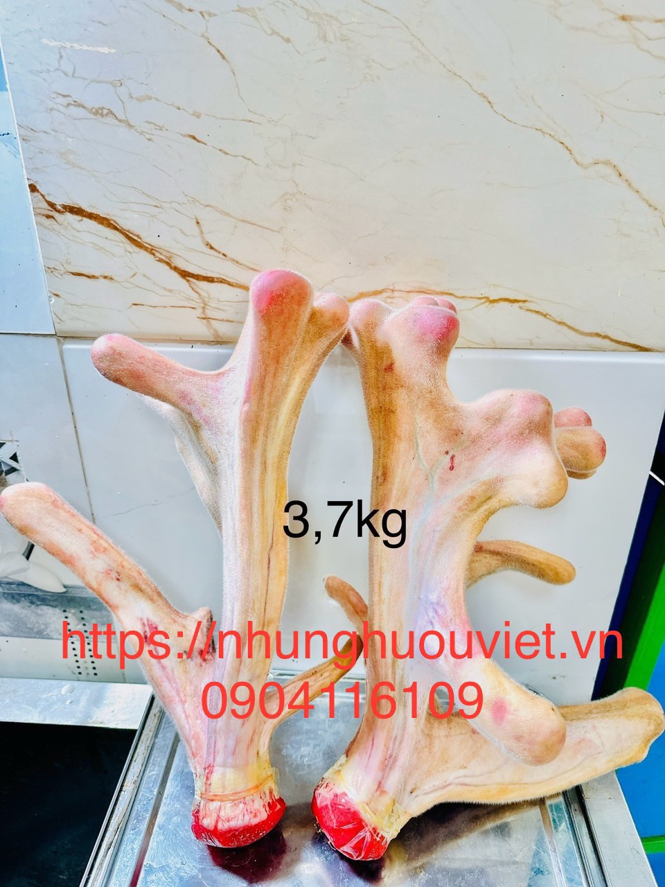 NHUNG HƯƠU TƯƠI NGUYÊN CẶP