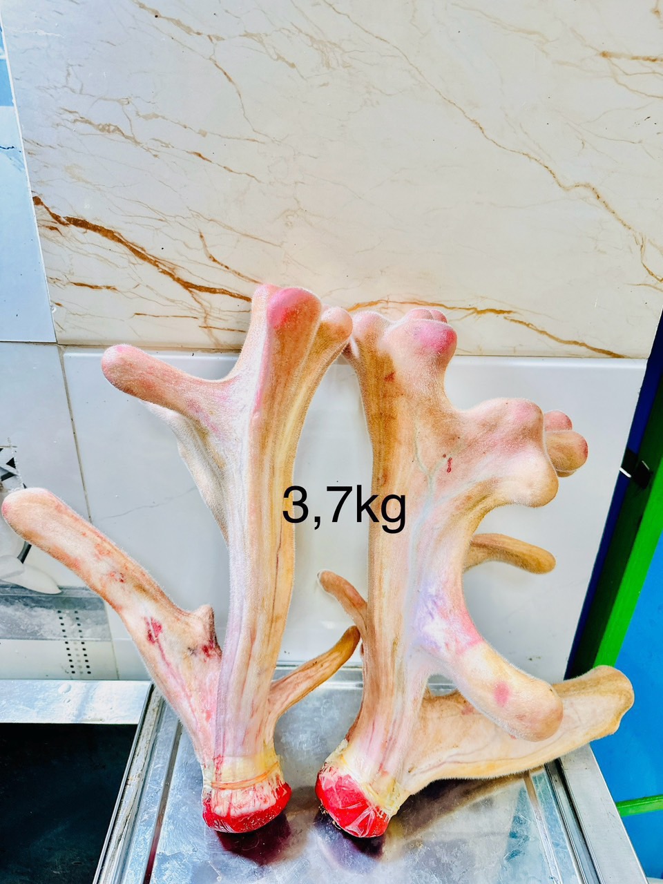 NHUNG HƯƠU TƯƠI NGUYÊN CẶP