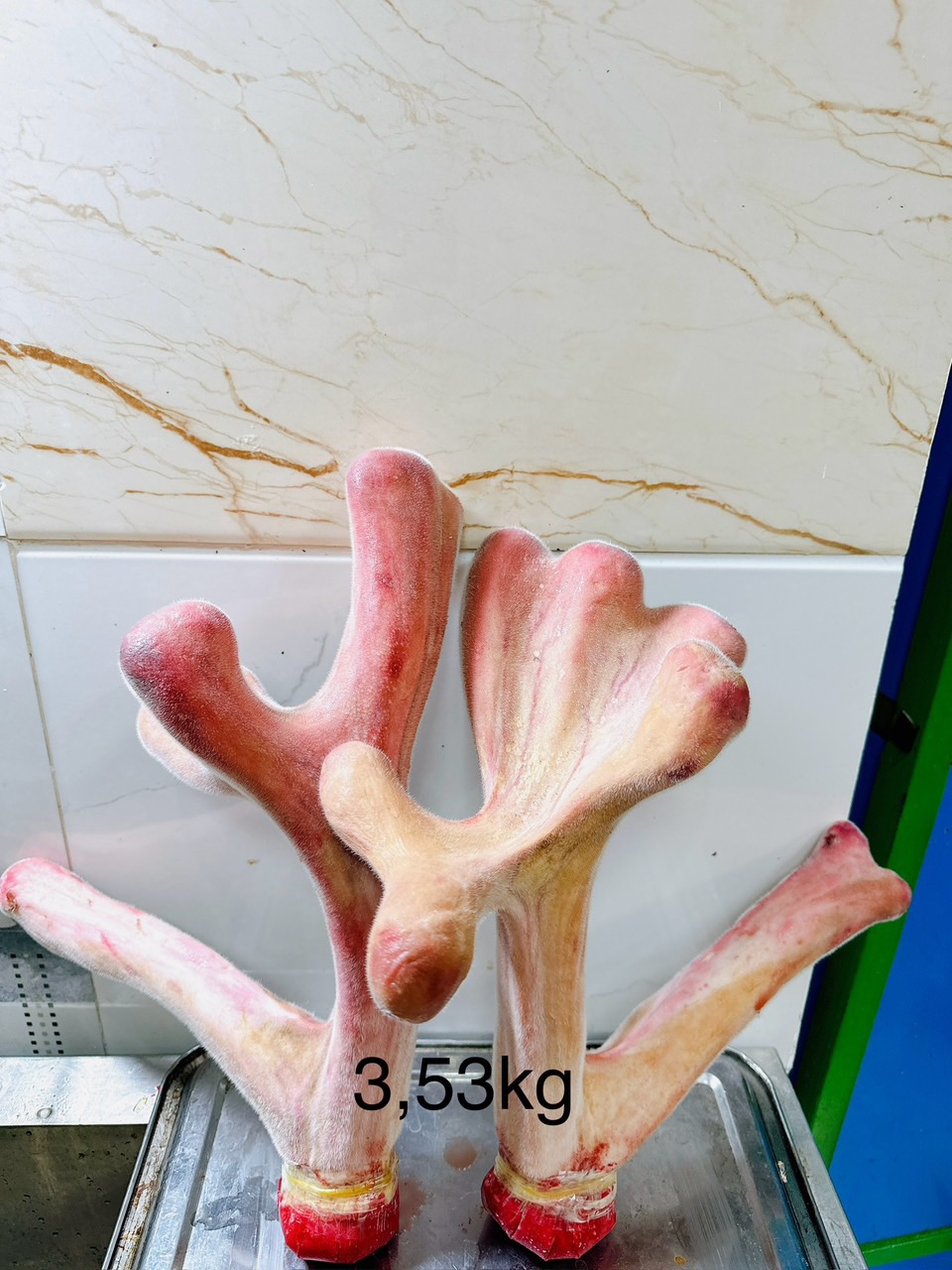 NHUNG HƯƠU TƯƠI NGUYÊN CẶP