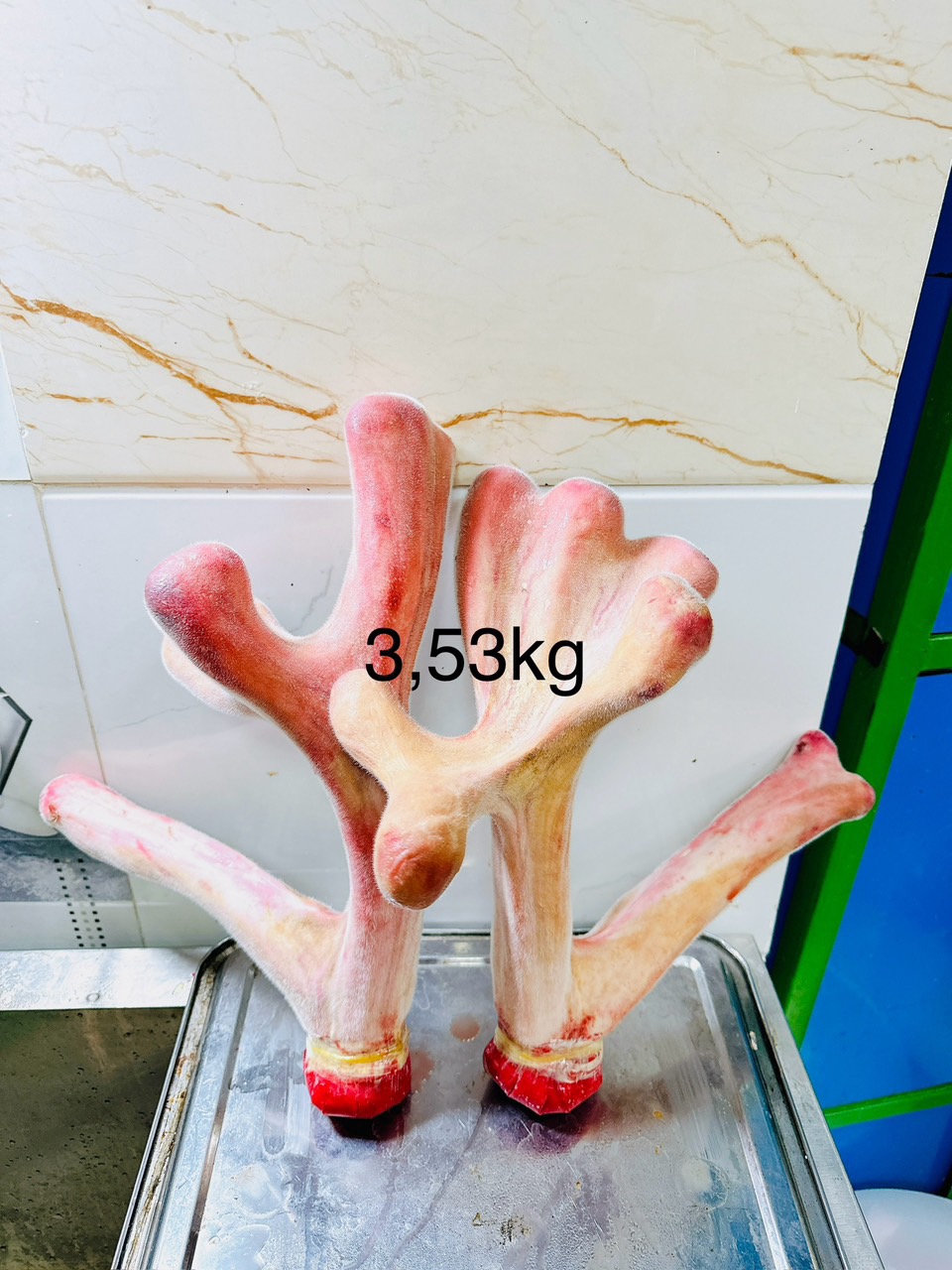 CẶP NHUNG TO NHẤT VIỆT NAM
