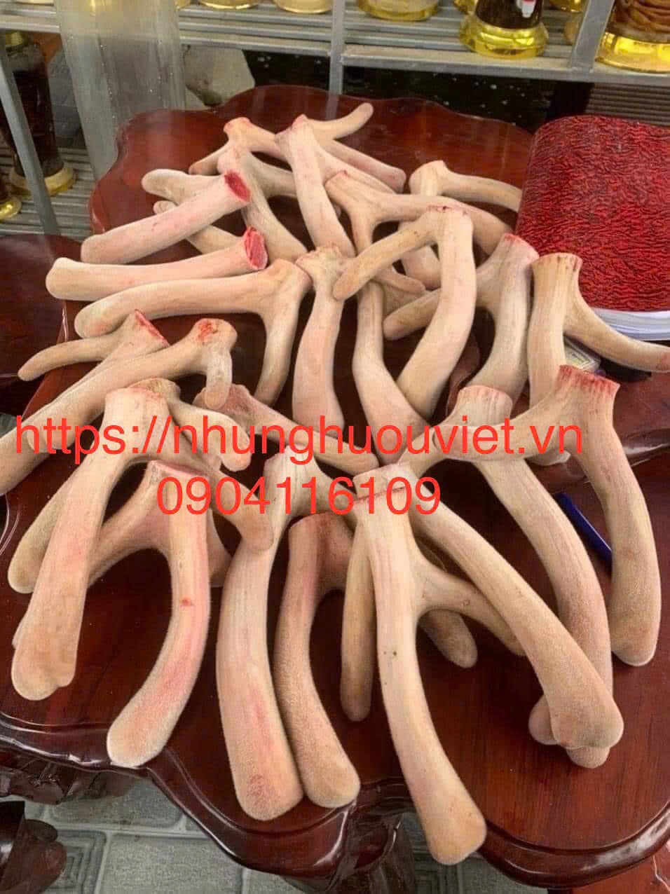 NHUNG HƯƠU TƯƠI NGUYÊN CẶP