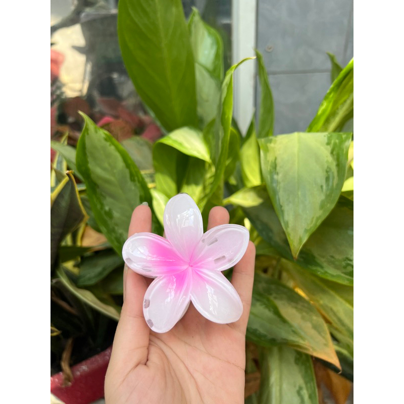 Kẹp Tóc Hoa Sứ Có Nhiều Màu Sắc Rực Rỡ 8cm Thích Hợp Đi Biển