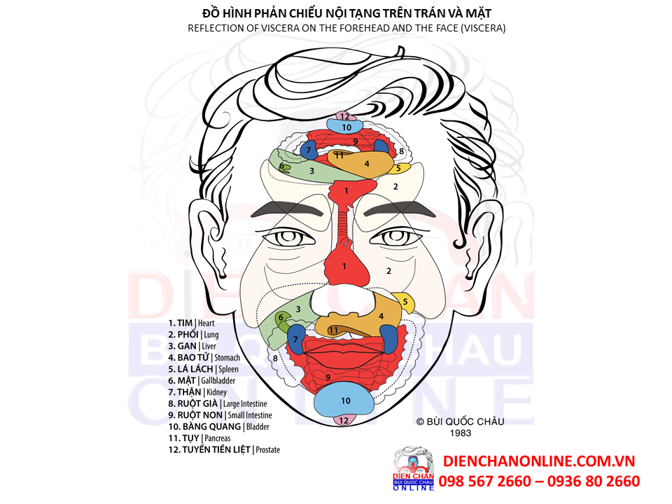 ĐỒ HÌNH PHẢN CHIẾU NỘI TẠNG CƠ THỂ