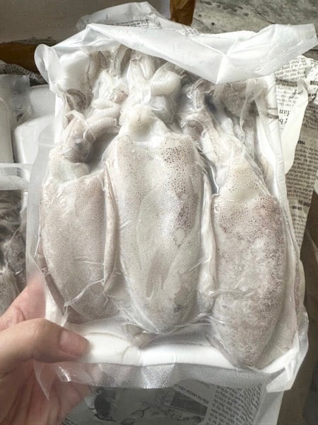 MỰC LÁ CHÃ SIZE 10-12