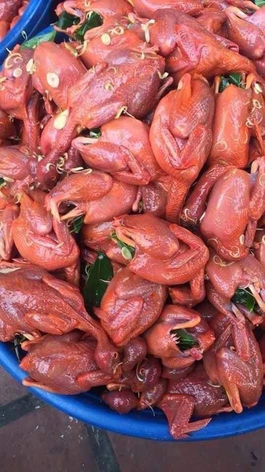 CHIM CÚT TẨM ƯỚP