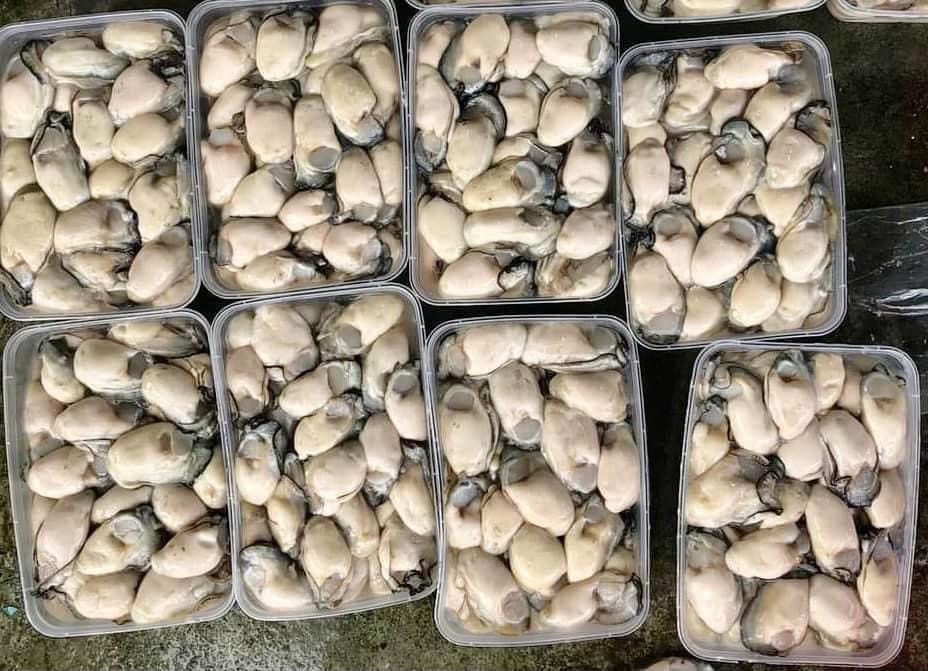 Ruột Hàu Cát Bà Vip