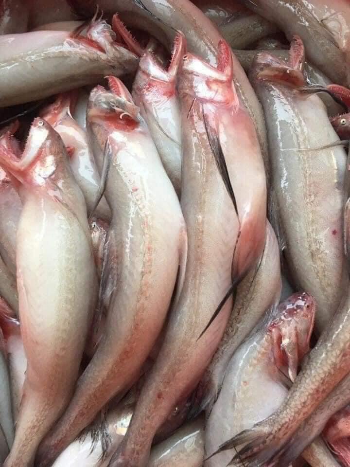 CÁ KHOAI LƯỚI Ủ ĐÁ