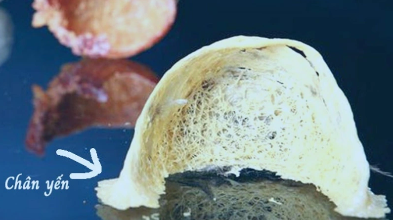 Chân Yến Là Gì? Chân Yến Có Chất Lượng Không?