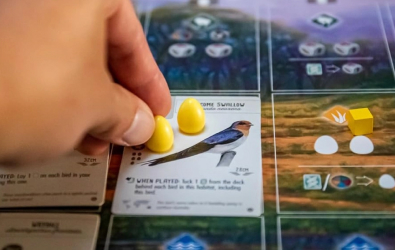 Giới thiệu board game Wingspan Oceania Expansion