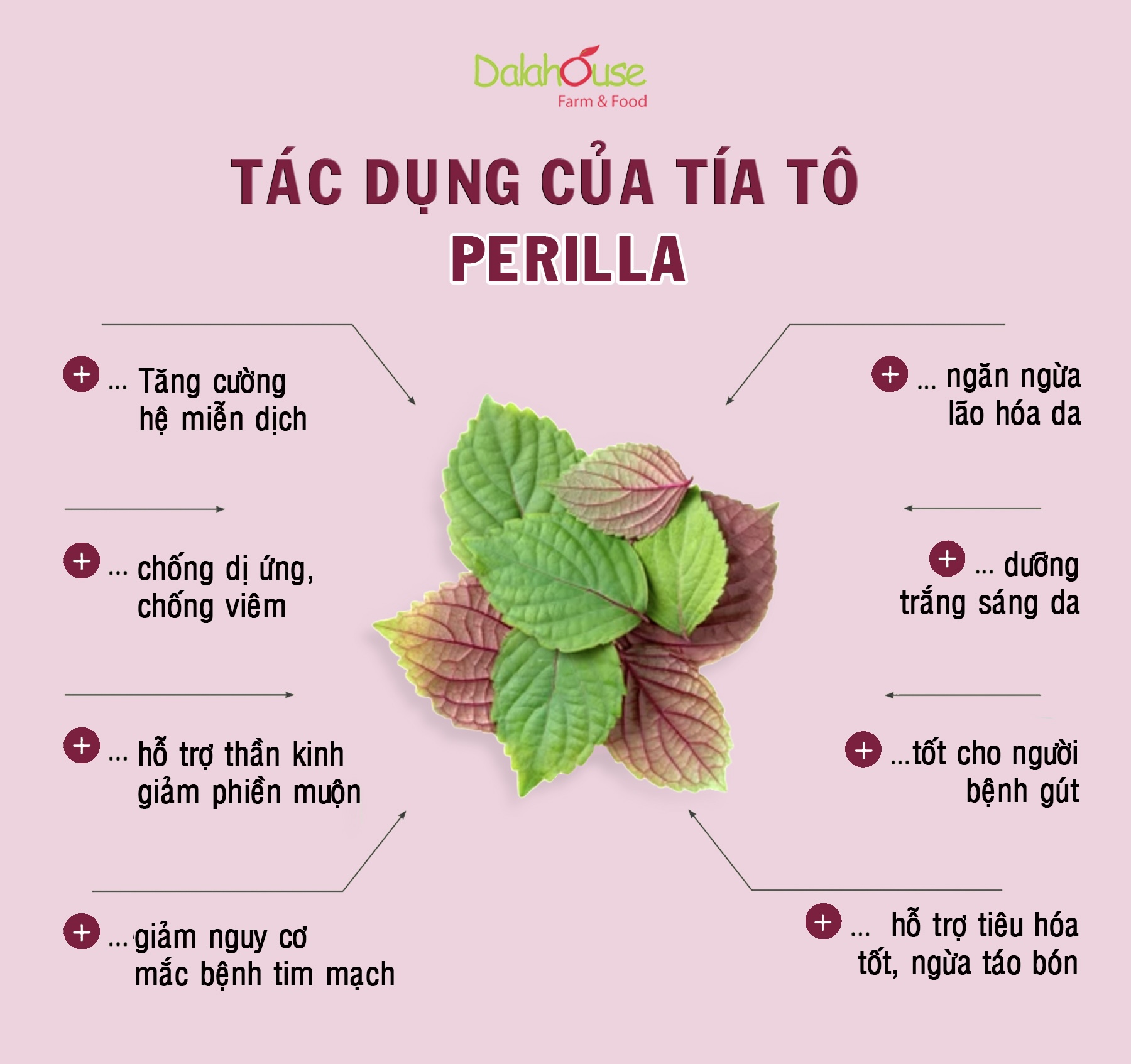 Bột Rau Tía Tô Tươi Dalahouse Lon 120g
