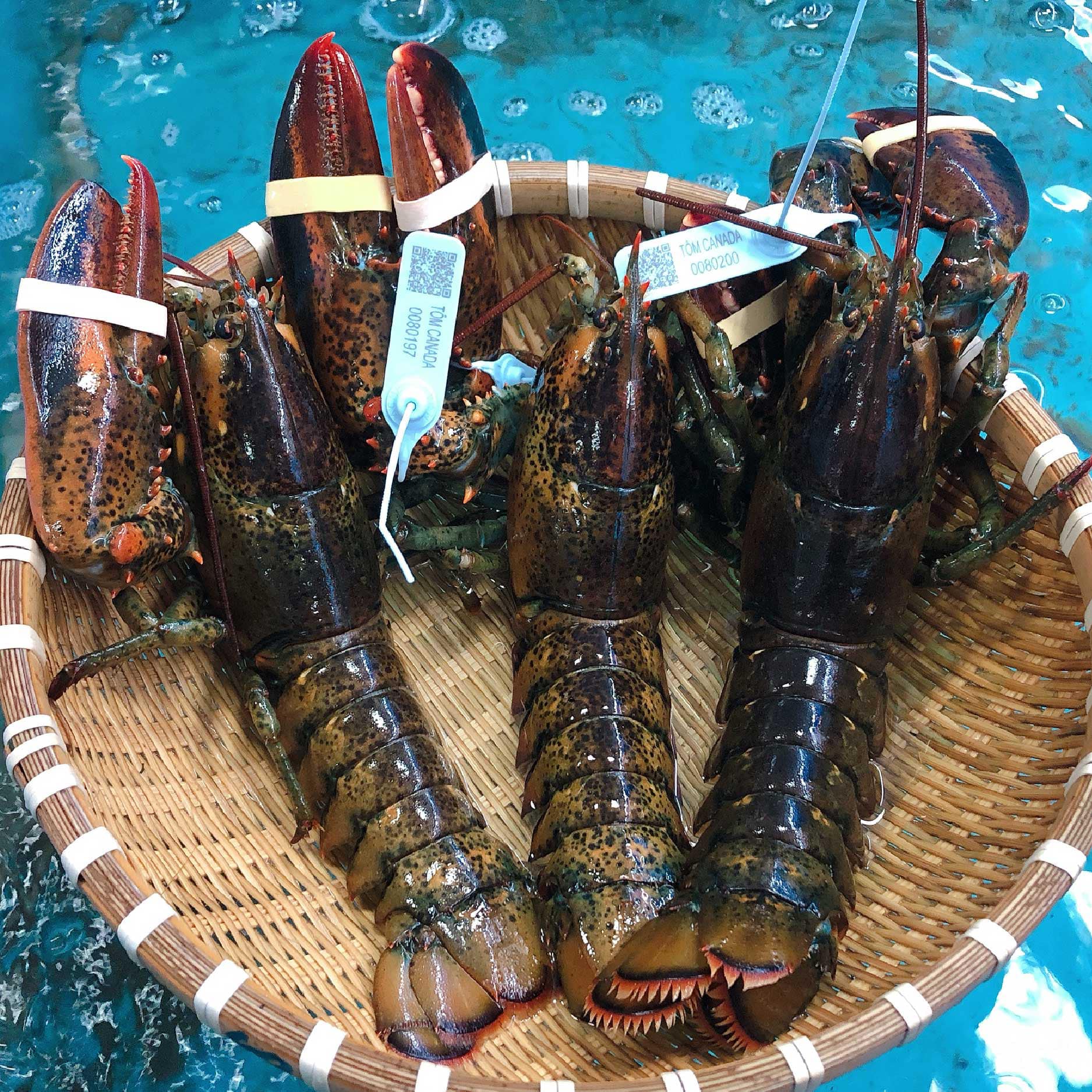 Hải sản tươi sống