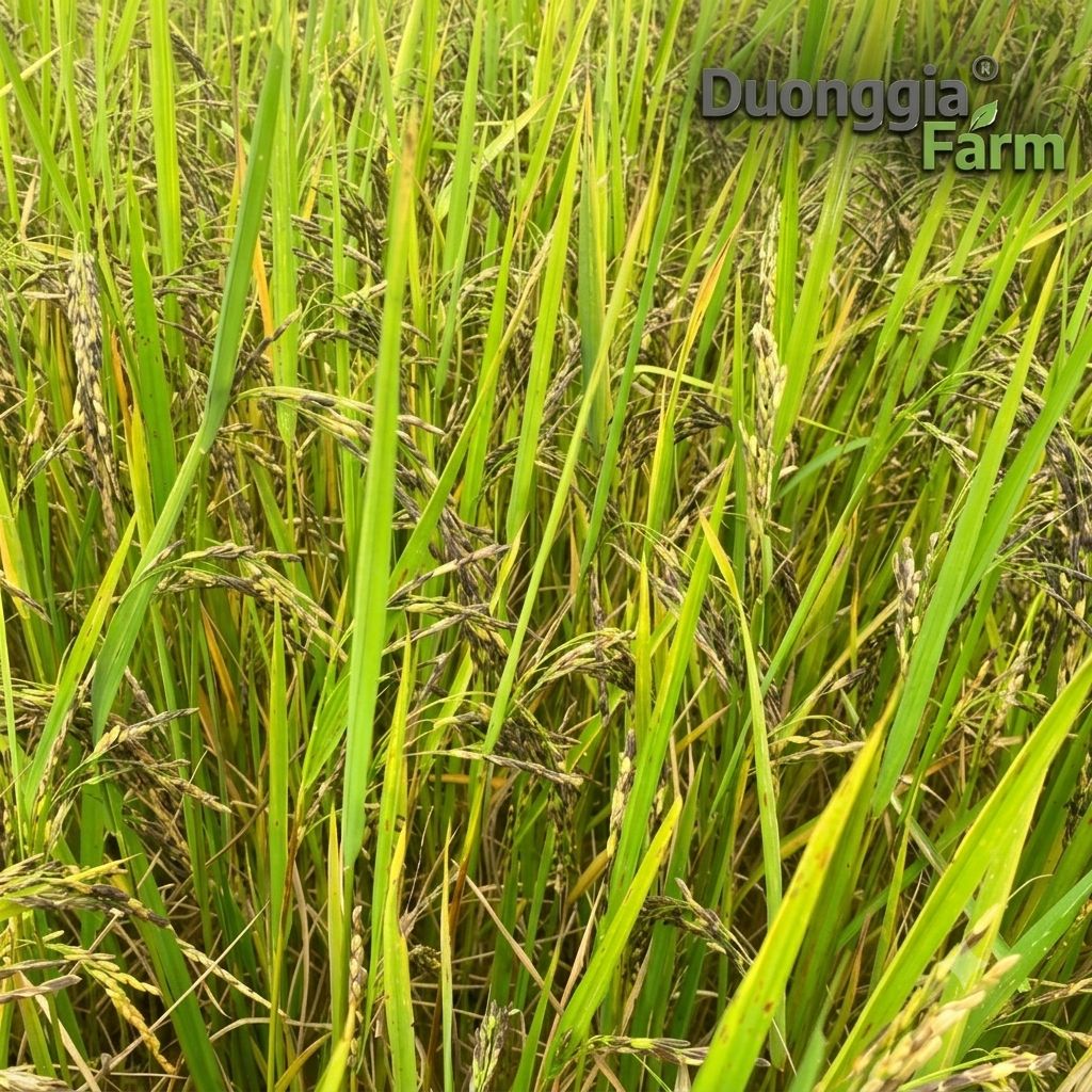 GẠO ST TÍM CÁT TIÊN HỮU CƠ