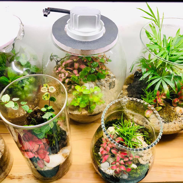 Bình Thủy Tinh - Tủ Kính