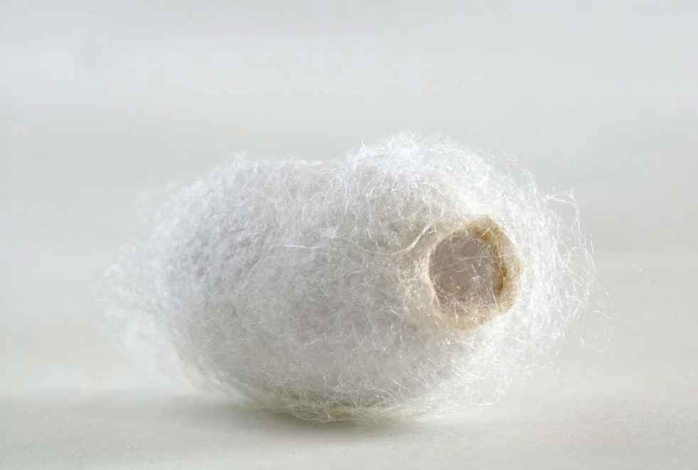 Con Tằm: Món Quà Từ Những Vì Sao