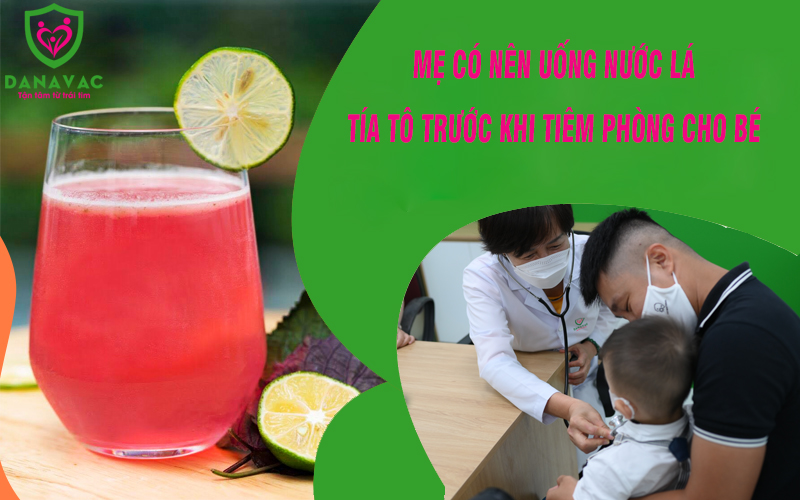 Mẹ có nên uống nước lá tía tô trước khi tiêm phòng cho bé