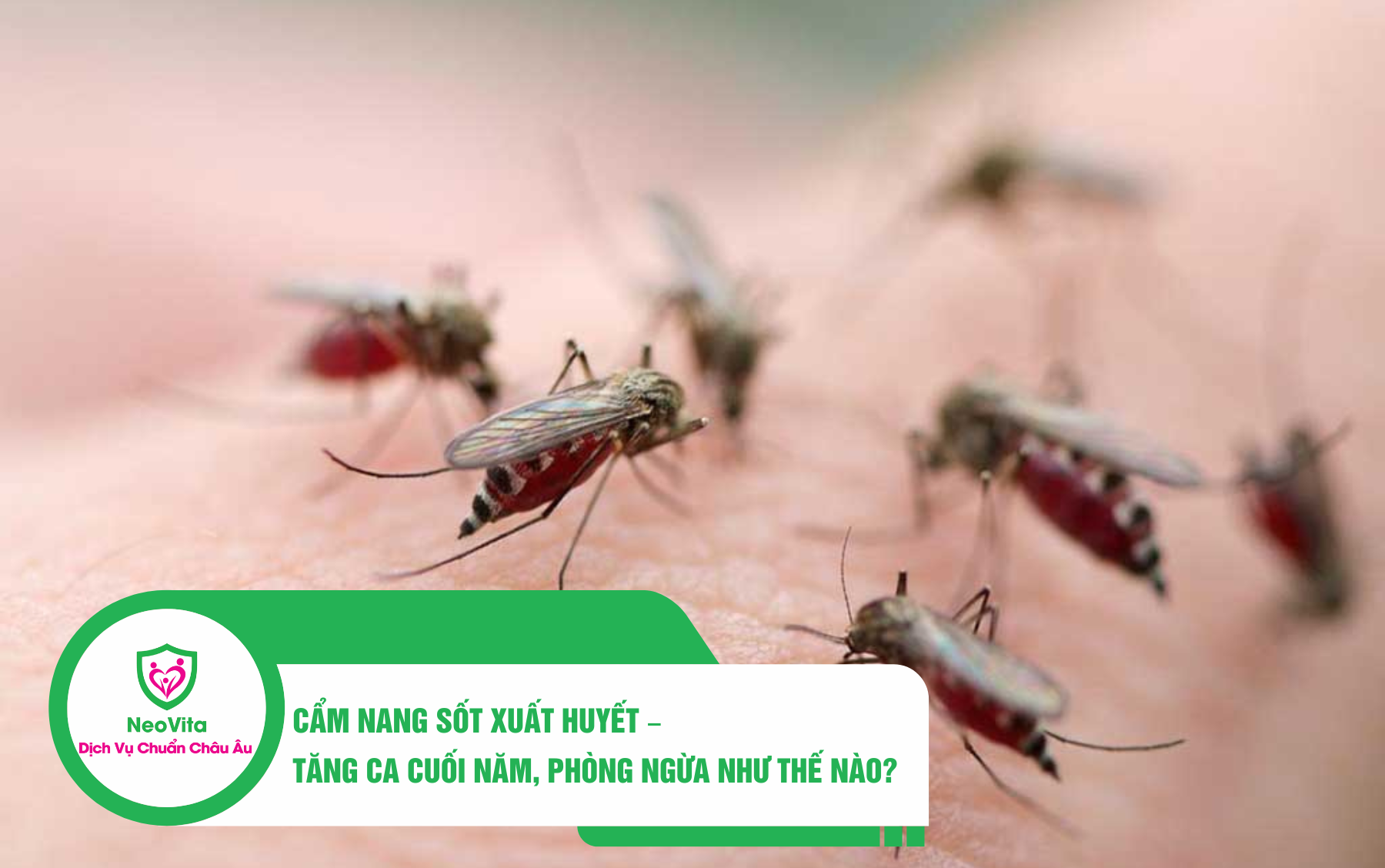 CẨM NANG SỐT XUẤT HUYẾT – TĂNG CA CUỐI NĂM, PHÒNG NGỪA NHƯ THẾ NÀO?