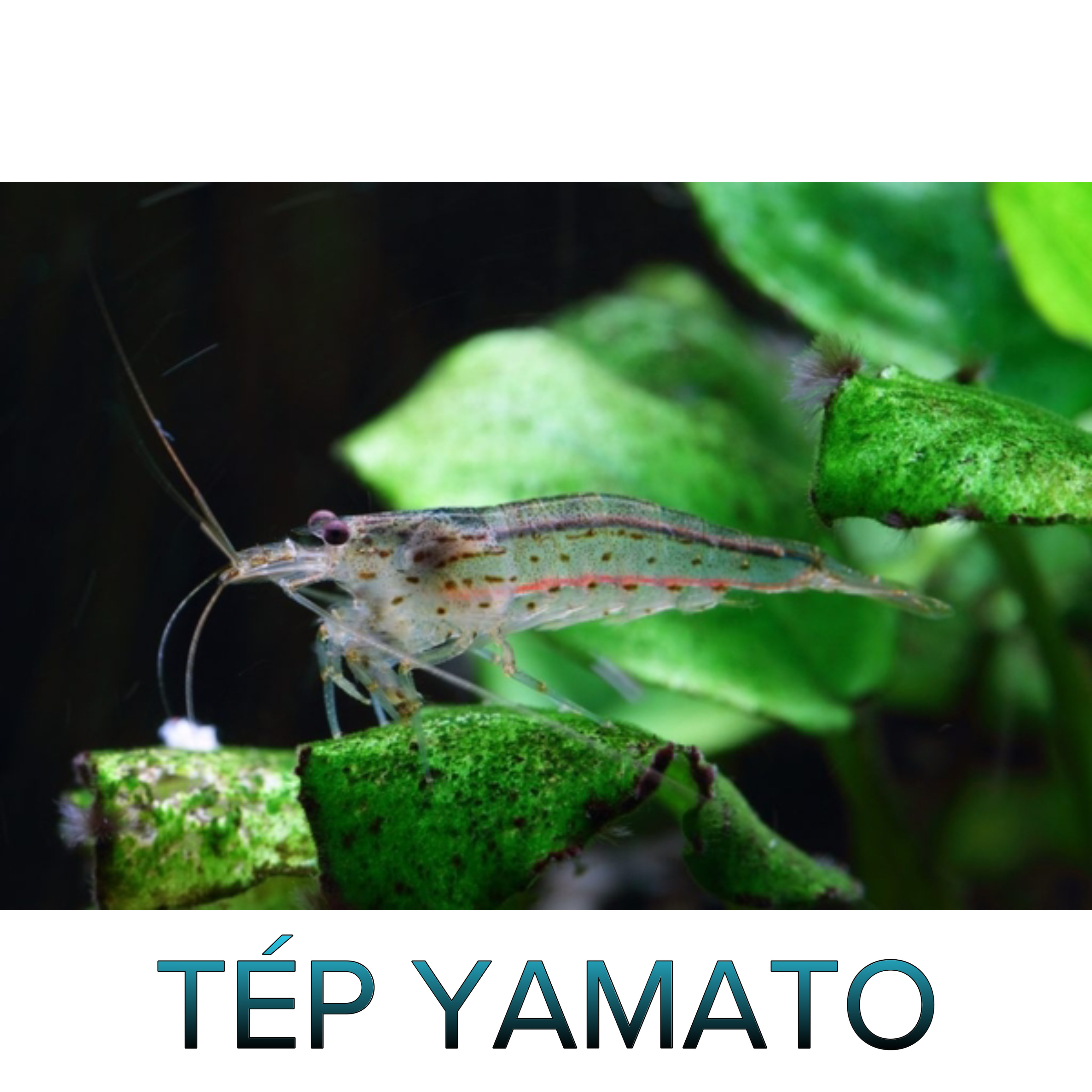 Tép Yamato- Tép Thủy Sinh- Cá Cảnh Thiên Phước