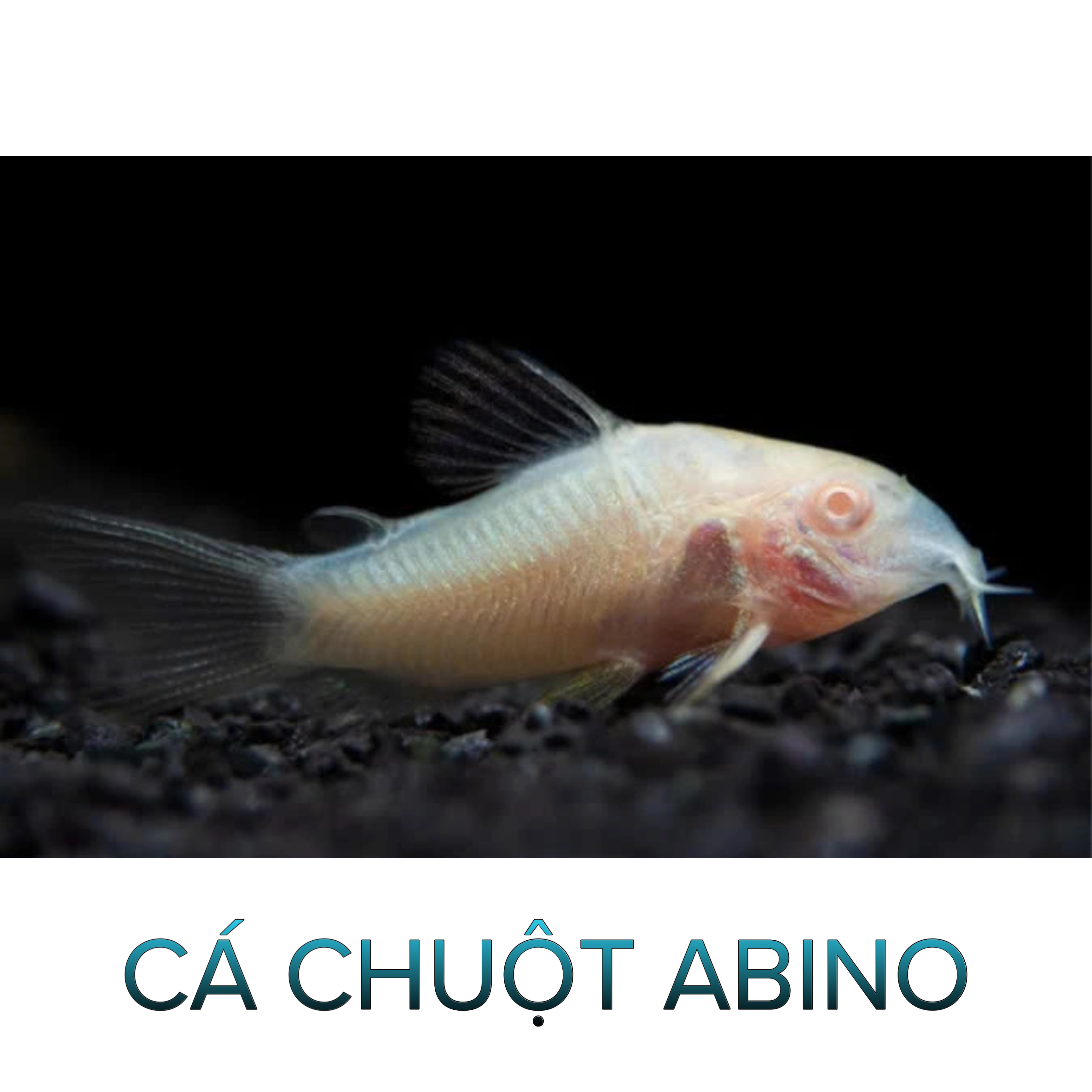 Cá Chuột Trắng Albino- Cá Dọn Bể - Cá Thủy Sinh- Cá Cảnh Thiên Phước
