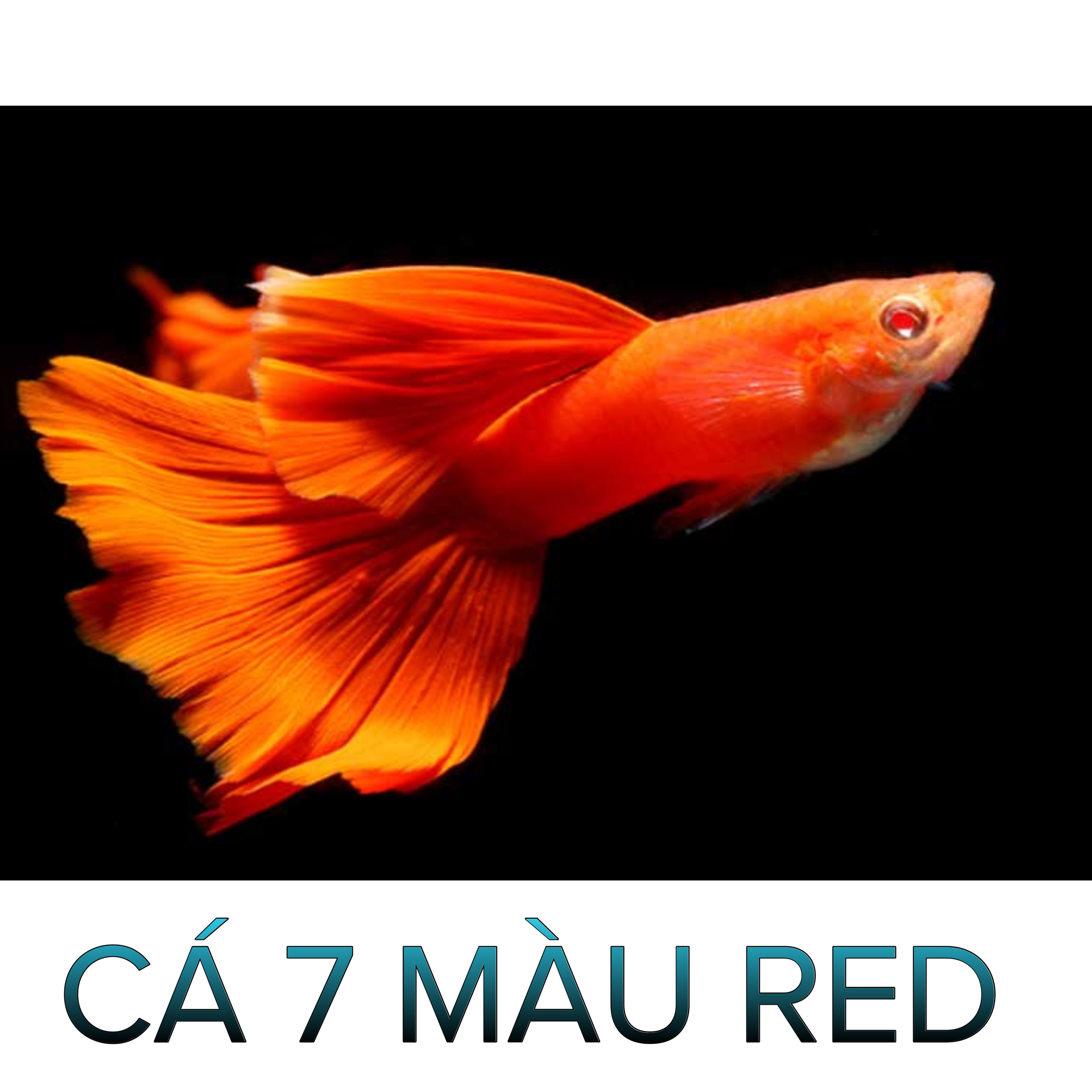 Cá 7 Màu Full Red- Cá Thủy Sinh - Cá Cảnh Thiên Phước