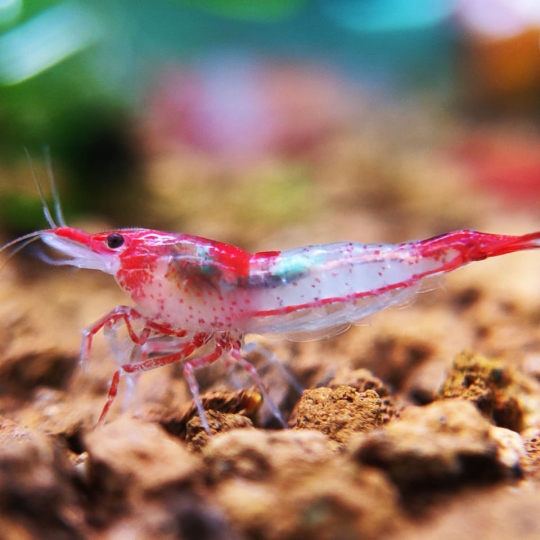 Tép Rili Đỏ- Red Rili Shrimp- Tép Thủy Sinh- Cá Cảnh Thiên Phước