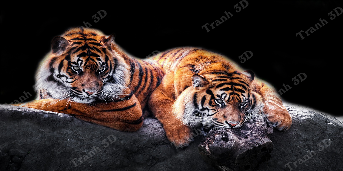 Tranh Con Hổ - Ngựa - Công-Tranh 3D  Dán Hồ Cá - Decal Dán Hồ- Cá Cảnh Thiên Phước