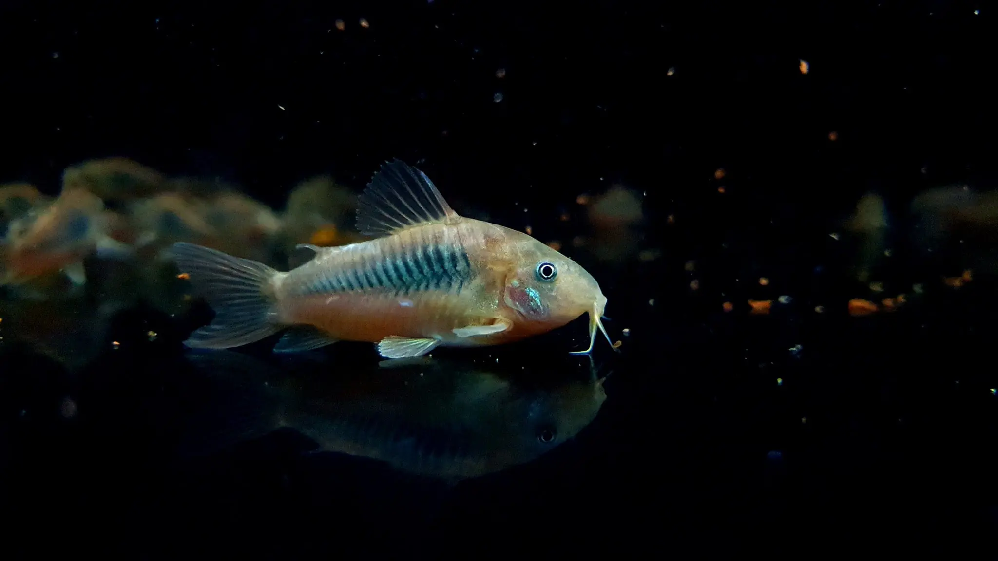 Cá Chuột Cafe- Cá Dọn Bể- Cá Thủy Sinh- Cá Cảnh Thiên Phước