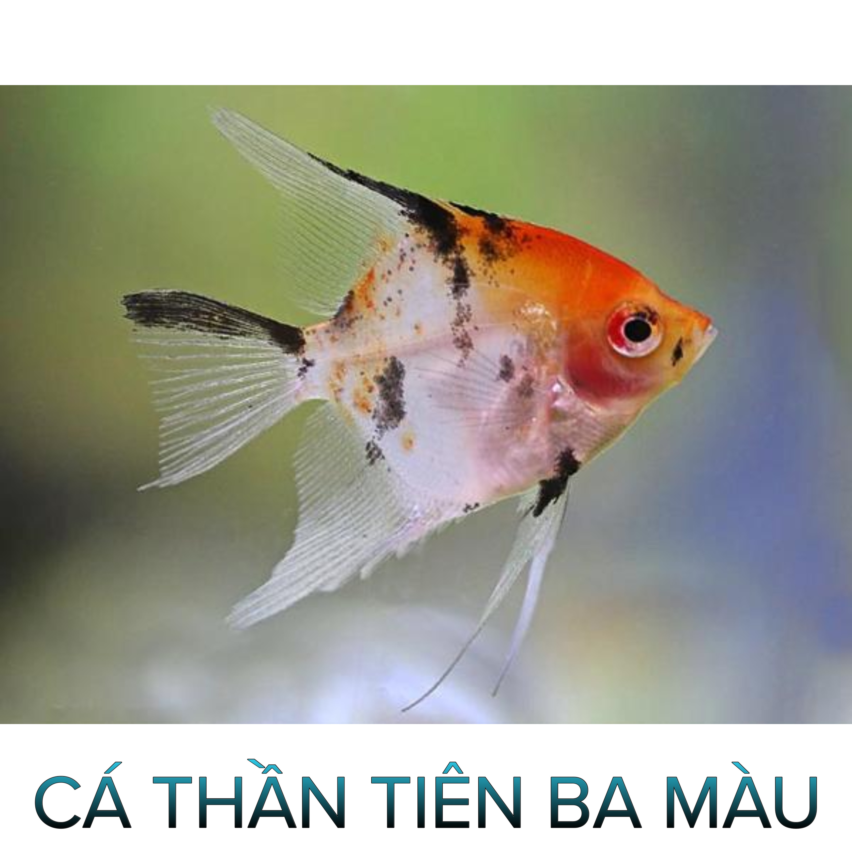 Cá Thần Tiên 3 Màu- Cá Thuỷ Sinh- Cá Cảnh Thiên Phước