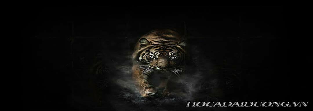 Nền Đen -Tranh 3D  Dán Hồ Cá - Decal Dán Hồ- Cá Cảnh Thiên Phước