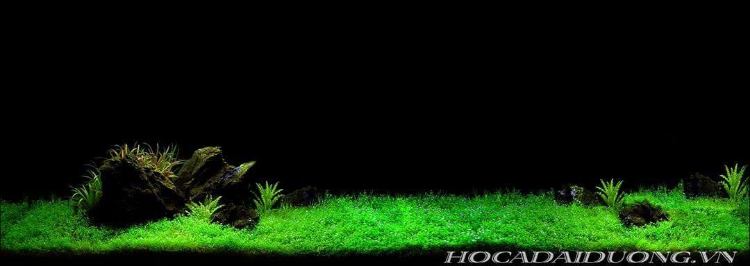 Nền Đen -Tranh 3D  Dán Hồ Cá - Decal Dán Hồ- Cá Cảnh Thiên Phước