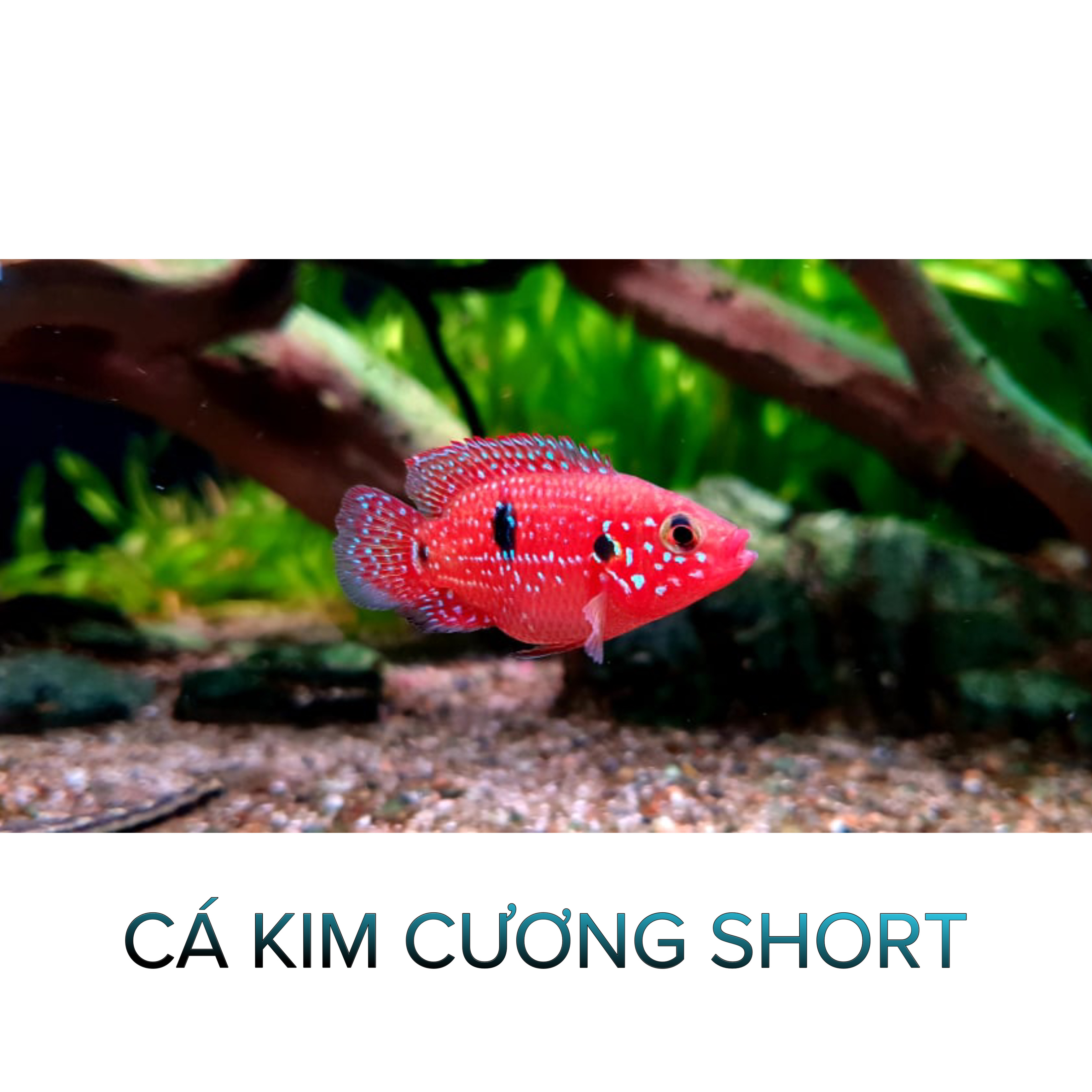 Cá Kim Cương Short- Cá Thủy Sinh- Cá Cảnh Thiên Phước