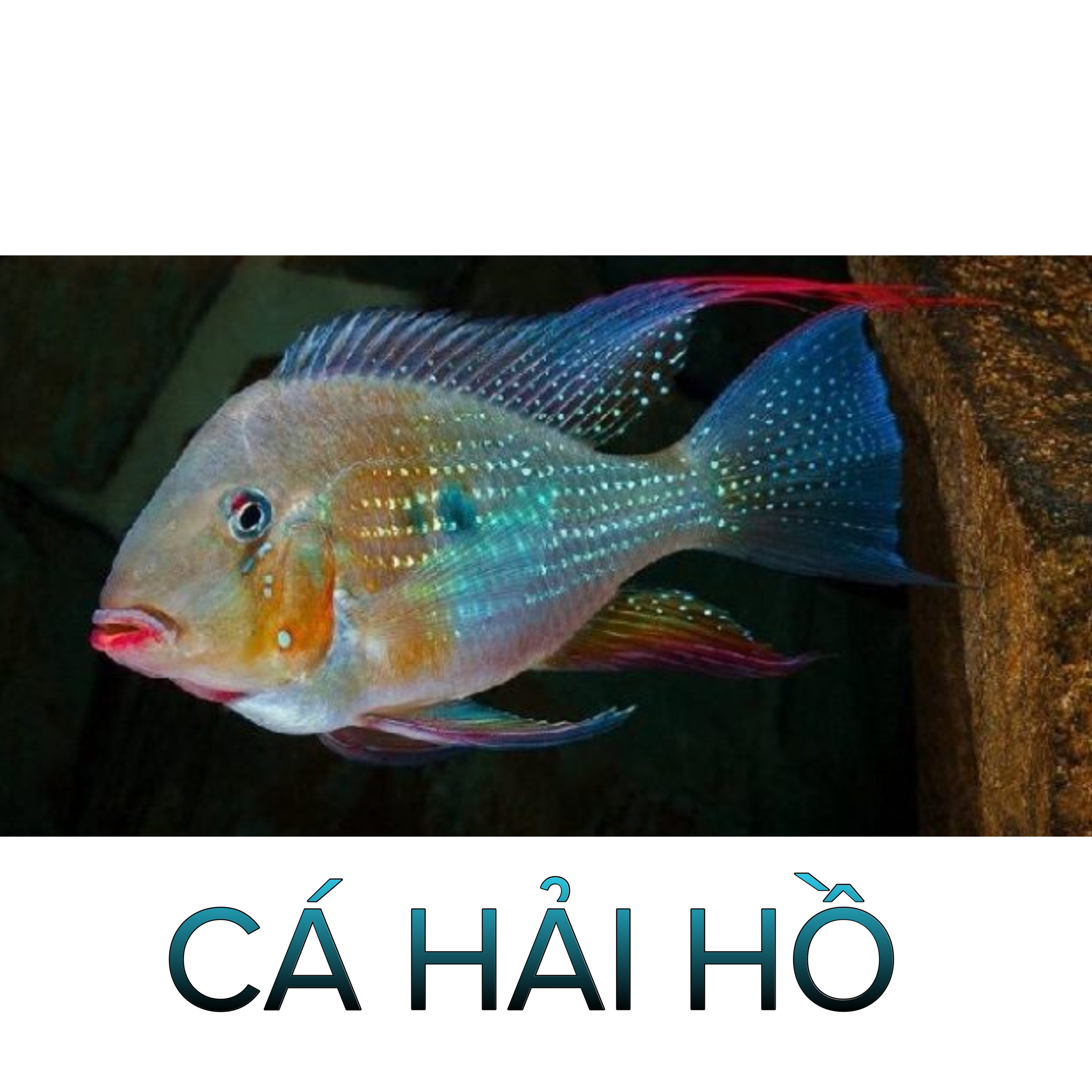 Cá Hải Hồ- Cá Thủy Sinh- Cá Cảnh Thiên Phước