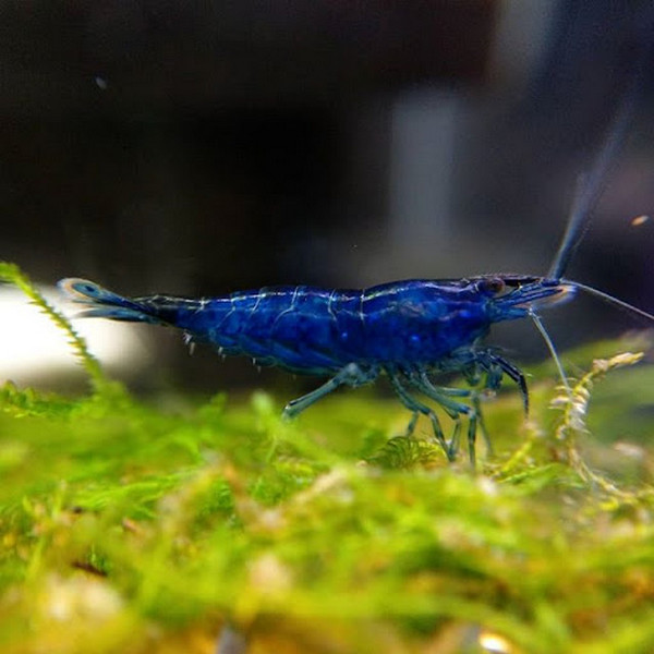 Tép Blue Dream-Blue Dream Shrimp- Tép Thủy Sinh- Cá Cảnh Thiên Phước