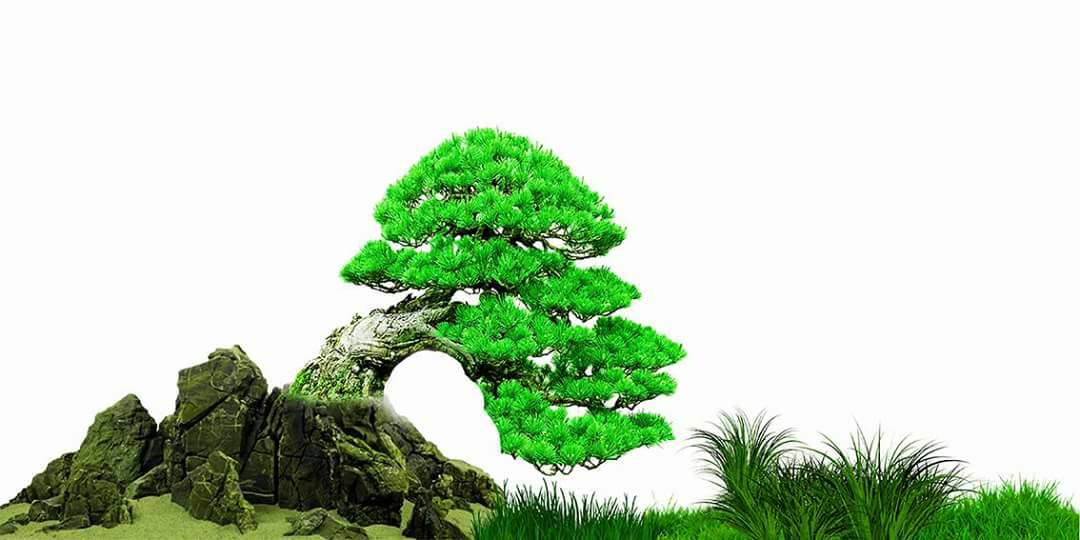 Nền Trắng-Tranh 3D  Dán Hồ Cá - Decal Dán Hồ- Cá Cảnh Thiên Phước