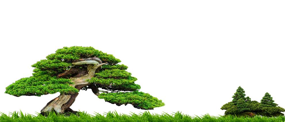 Nền Trắng-Tranh 3D  Dán Hồ Cá - Decal Dán Hồ- Cá Cảnh Thiên Phước