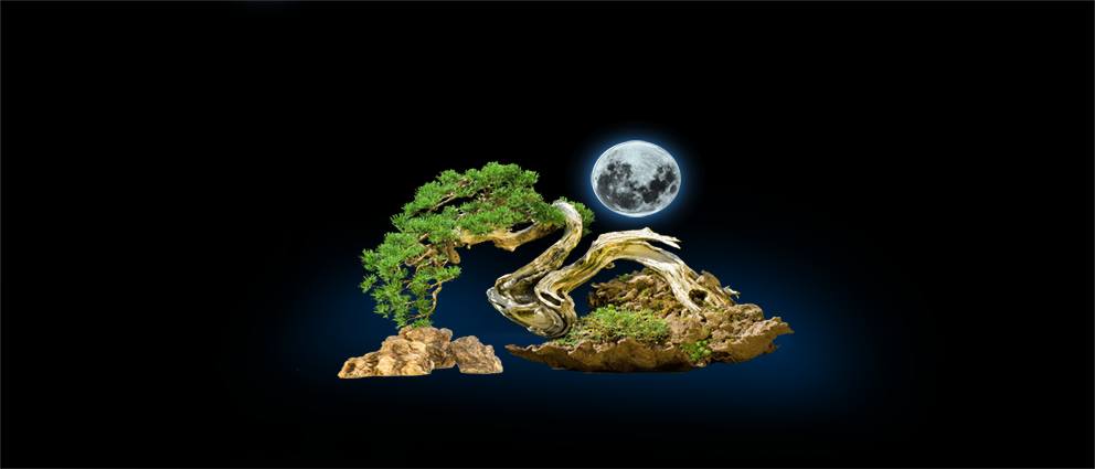 Nền Đen -Tranh 3D  Dán Hồ Cá - Decal Dán Hồ- Cá Cảnh Thiên Phước