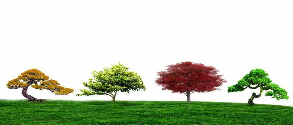 Nền Trắng-Tranh 3D  Dán Hồ Cá - Decal Dán Hồ- Cá Cảnh Thiên Phước