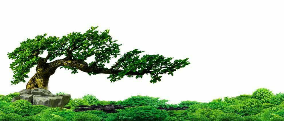 Nền Trắng-Tranh 3D  Dán Hồ Cá - Decal Dán Hồ- Cá Cảnh Thiên Phước
