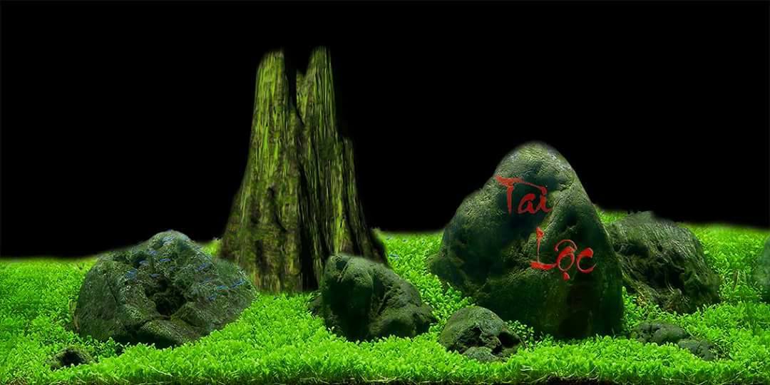 Nền Đen -Tranh 3D  Dán Hồ Cá - Decal Dán Hồ- Cá Cảnh Thiên Phước
