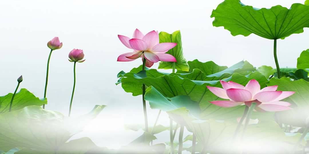 Nền Trắng-Tranh 3D  Dán Hồ Cá - Decal Dán Hồ- Cá Cảnh Thiên Phước