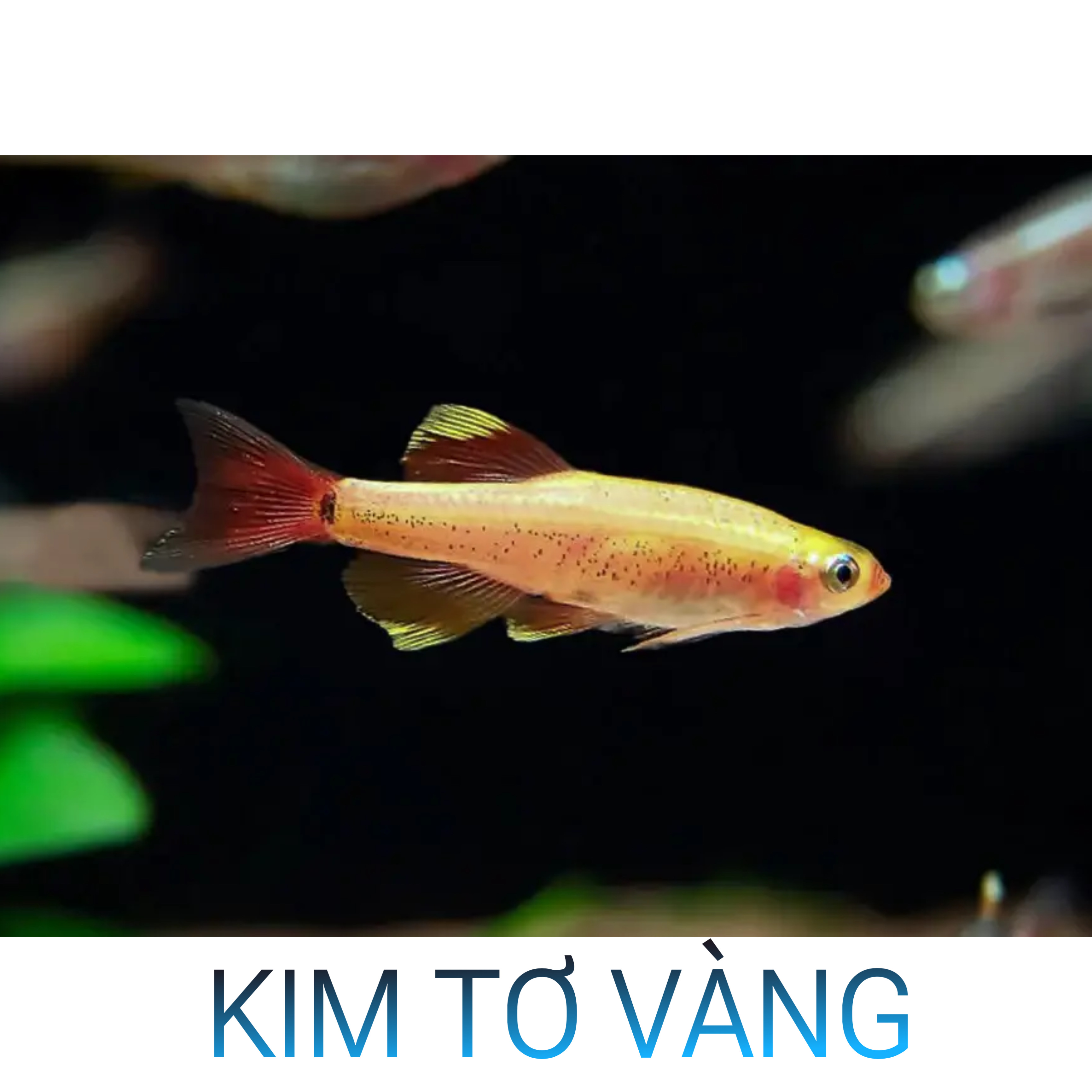 Cá Kim Tơ Vàng- Cá Thủy Sinh- Cá Cảnh Thiên Phước