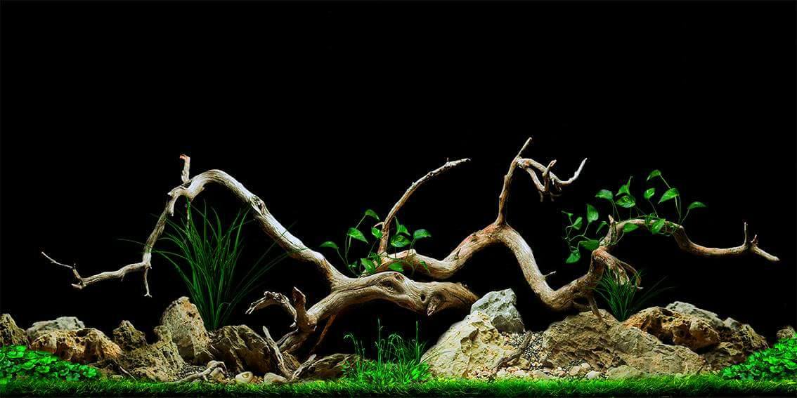 Nền Đen -Tranh 3D  Dán Hồ Cá - Decal Dán Hồ- Cá Cảnh Thiên Phước