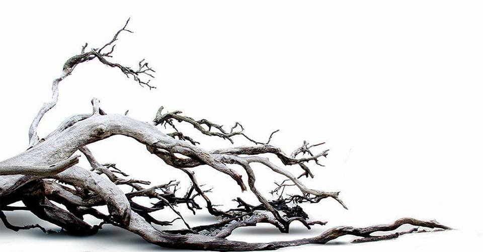 Nền Trắng-Tranh 3D  Dán Hồ Cá - Decal Dán Hồ- Cá Cảnh Thiên Phước
