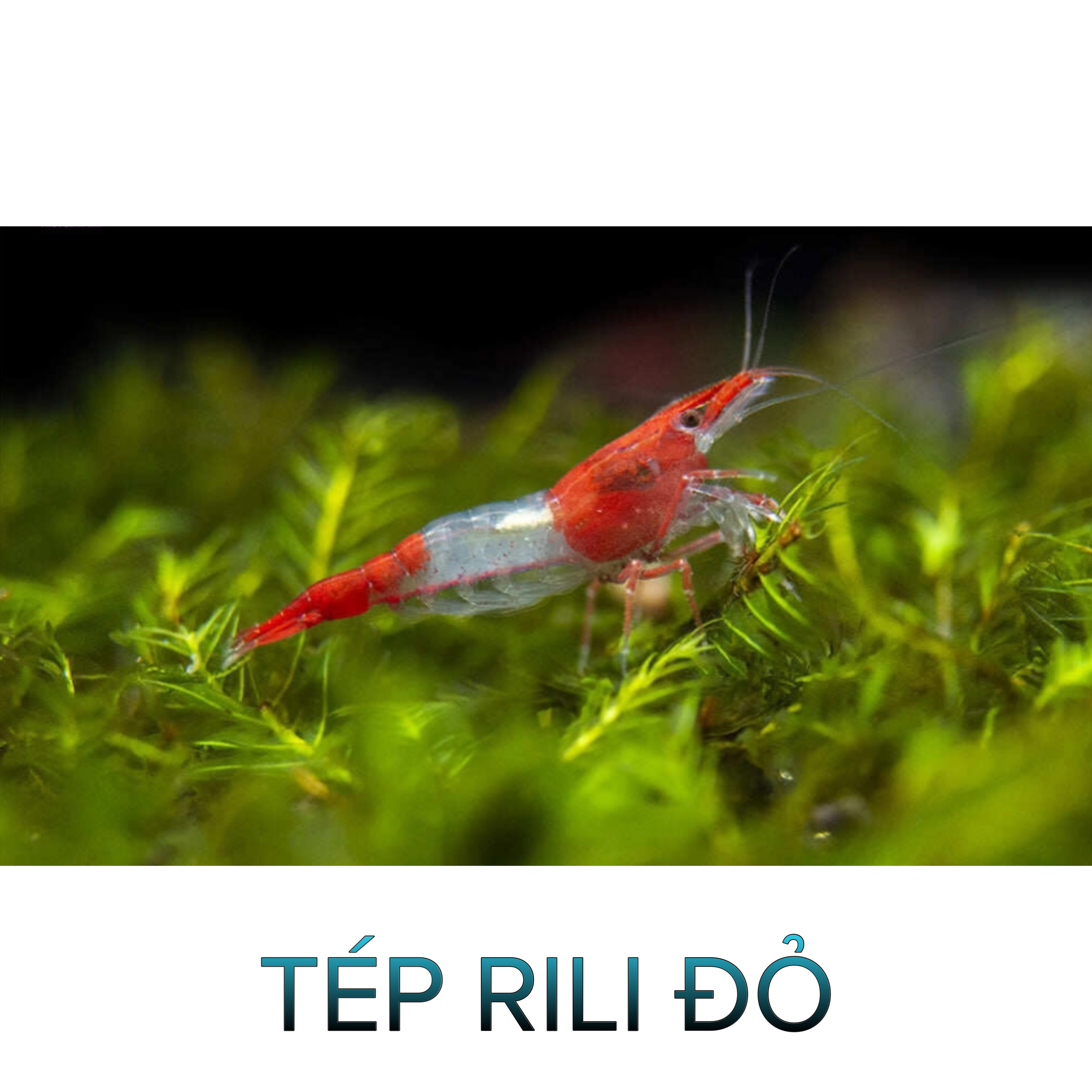 Tép Rili Đỏ- Red Rili Shrimp- Tép Thủy Sinh- Cá Cảnh Thiên Phước